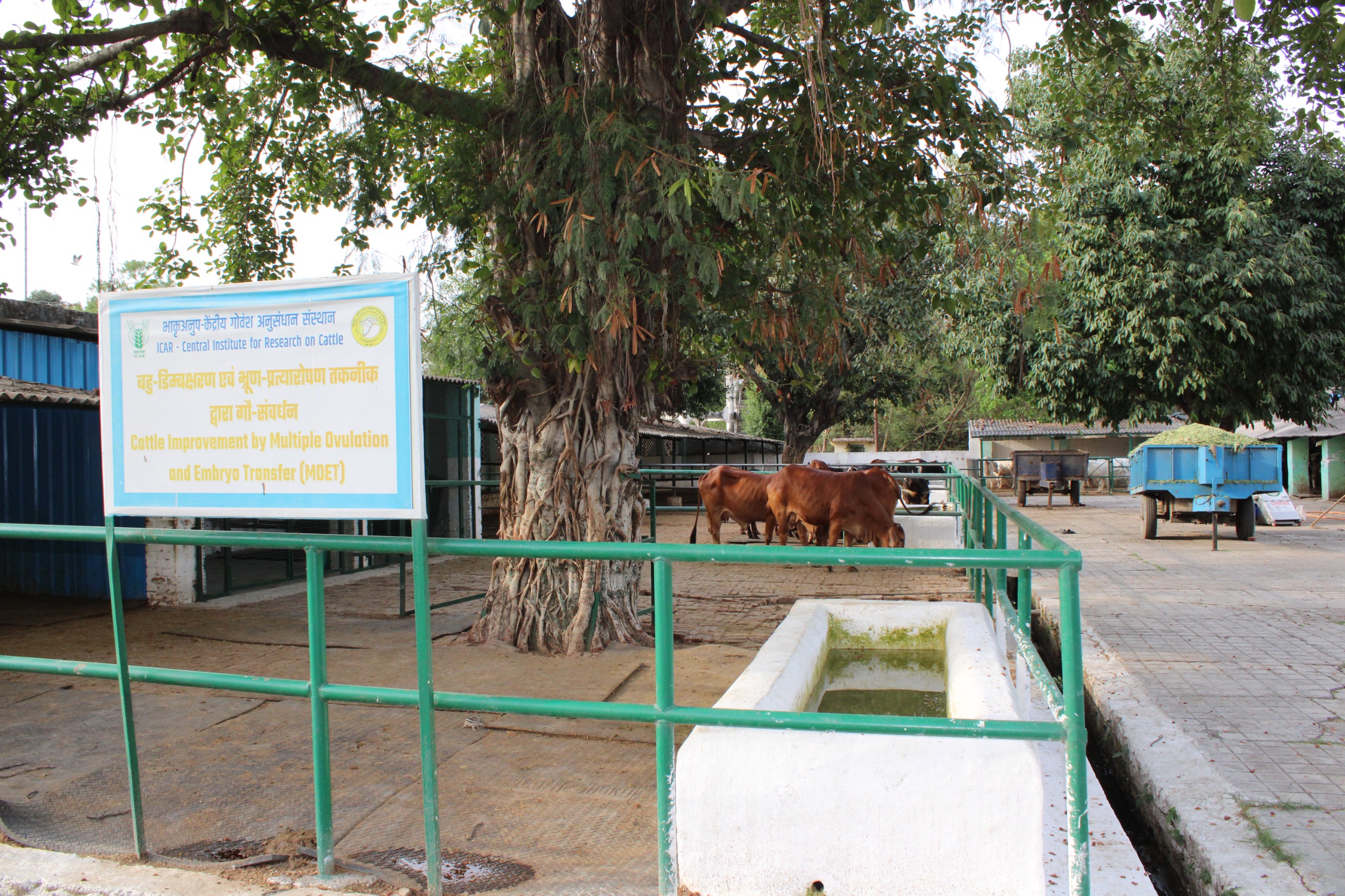Experimental Dairy Farm